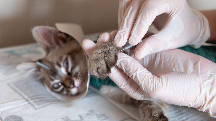 Tratamientos para humanos y animales Cuidado animal y humano