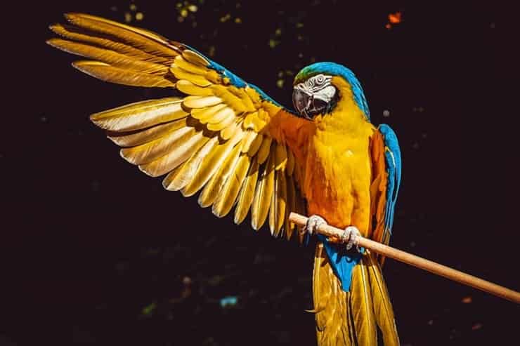 Loro (Pixabay)