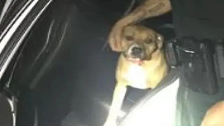Pitbull pide ayuda a la policía (foto de dominio público)