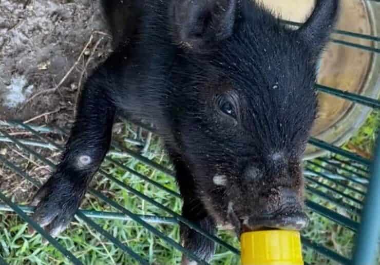 Cerdo robado de la granja (Pantalla Facebook)