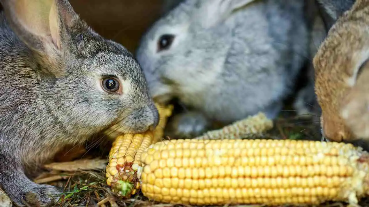 Conejos que comen maíz ¿Puede el conejo comer maíz?