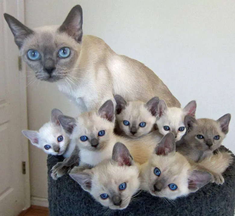 tonkinese