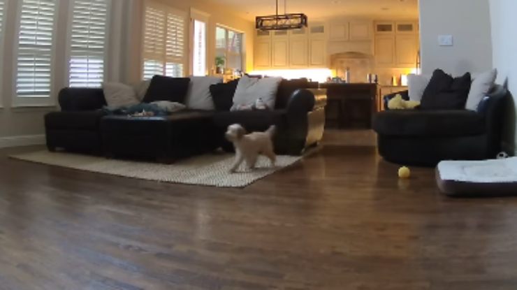 El perro en busca del dueño (Foto video)
