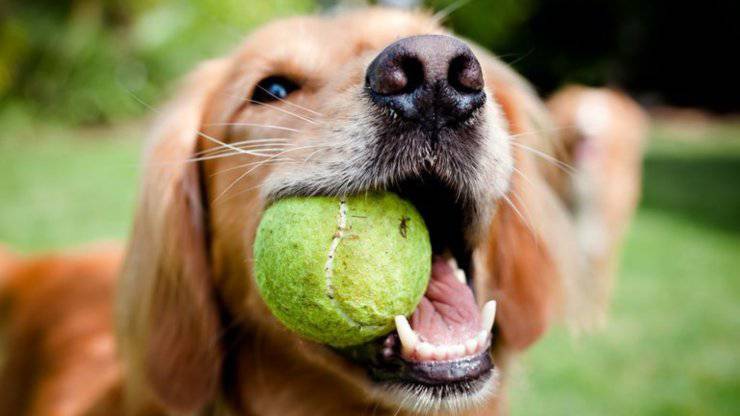 perro juega con pelota