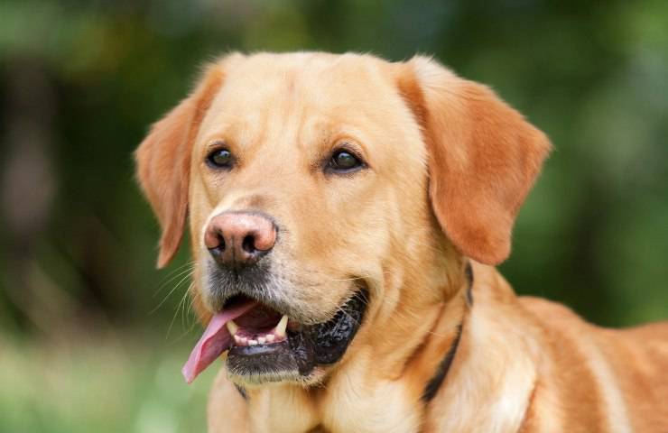 Labrador