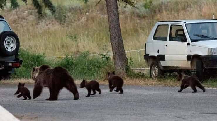 Familia de osos (pantalla de Instagram)