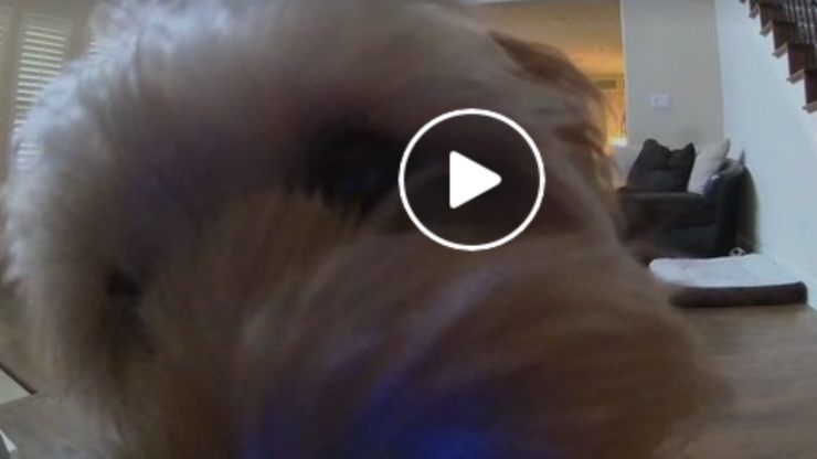El perro cariñoso (Foto video)