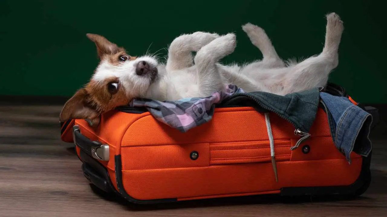 Perro acostado en el carro Viajar con mascotas a países no pertenecientes a la UE