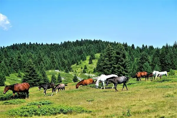 Datos sobre los caballos: ¿los caballos viven en manadas?
