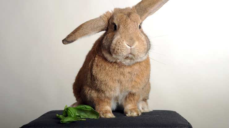 el conejo puede comer albahaca