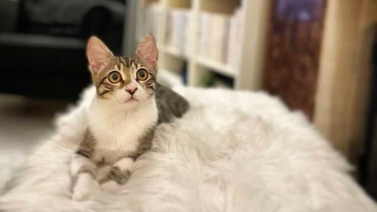 gato egeo