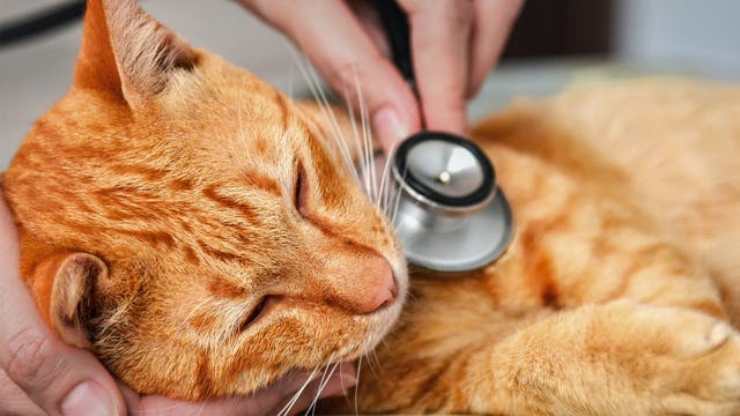 gato al veterinario