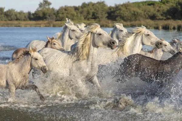 Animales cuadrúpedos: características y ejemplos - Ejemplos de animales cuadrúpedos