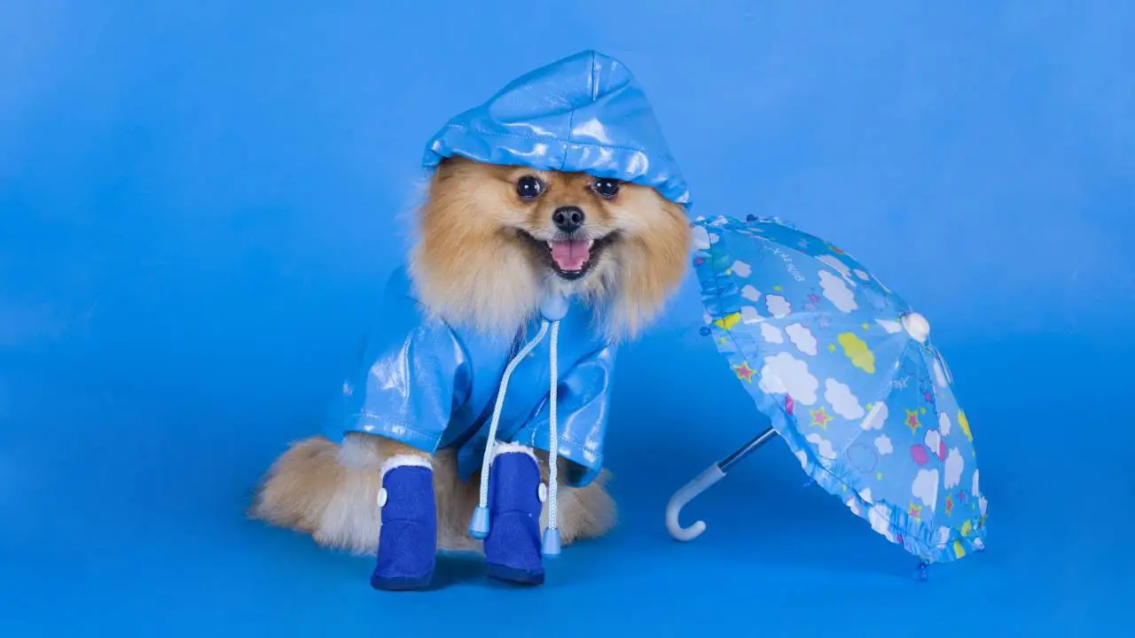 Cachorro Pomerania con paraguas Los productos más extraños para perros