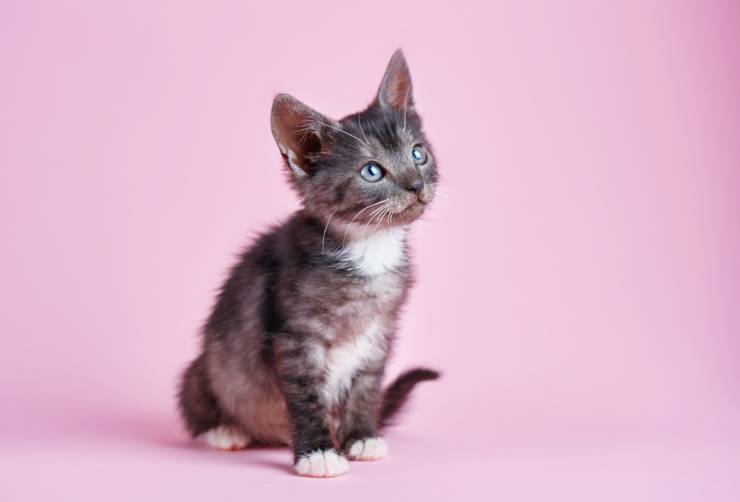 gatito gato