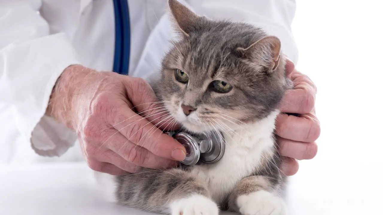 Veterinario examinando a un gato con estetoscopio Esfingomielinosis en gatos