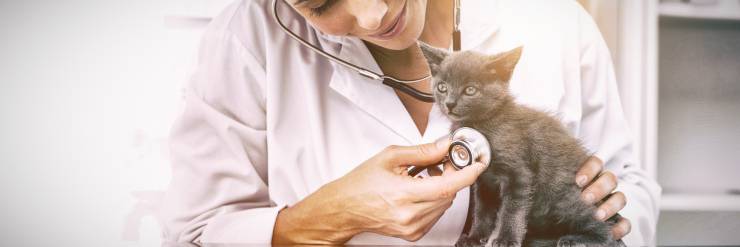 enfermedades pulmonares en gatos