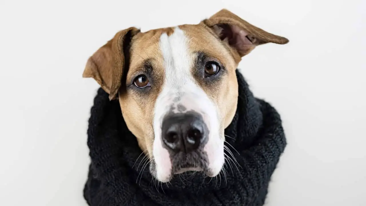 Perro con calentador de cuello Perro lindo en concepto de ropa de abrigo. Imagen cercana de Staffordshire Terrier cachorro en pañuelo negro en el fondo del estudio