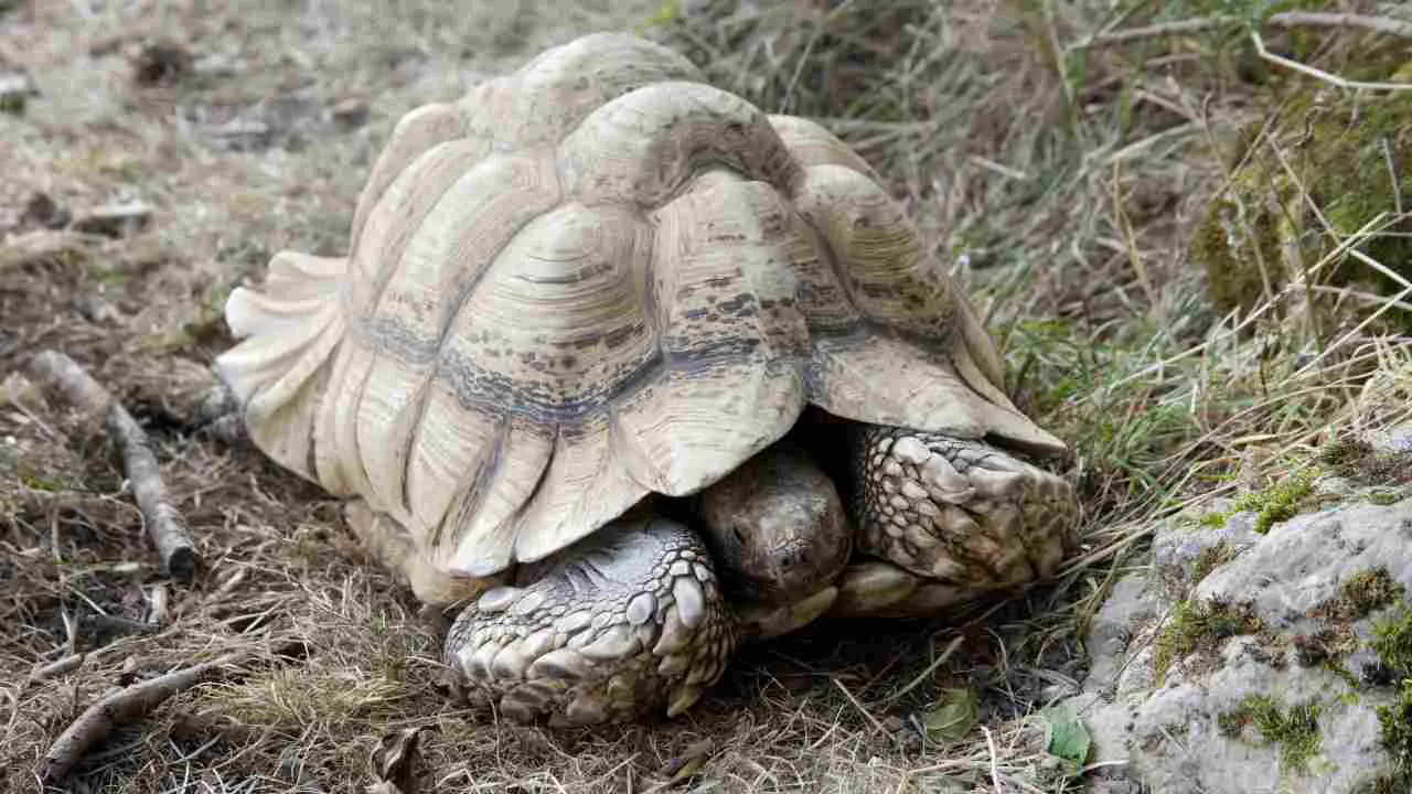 Tortuga terrestre Estrés en la tortuga