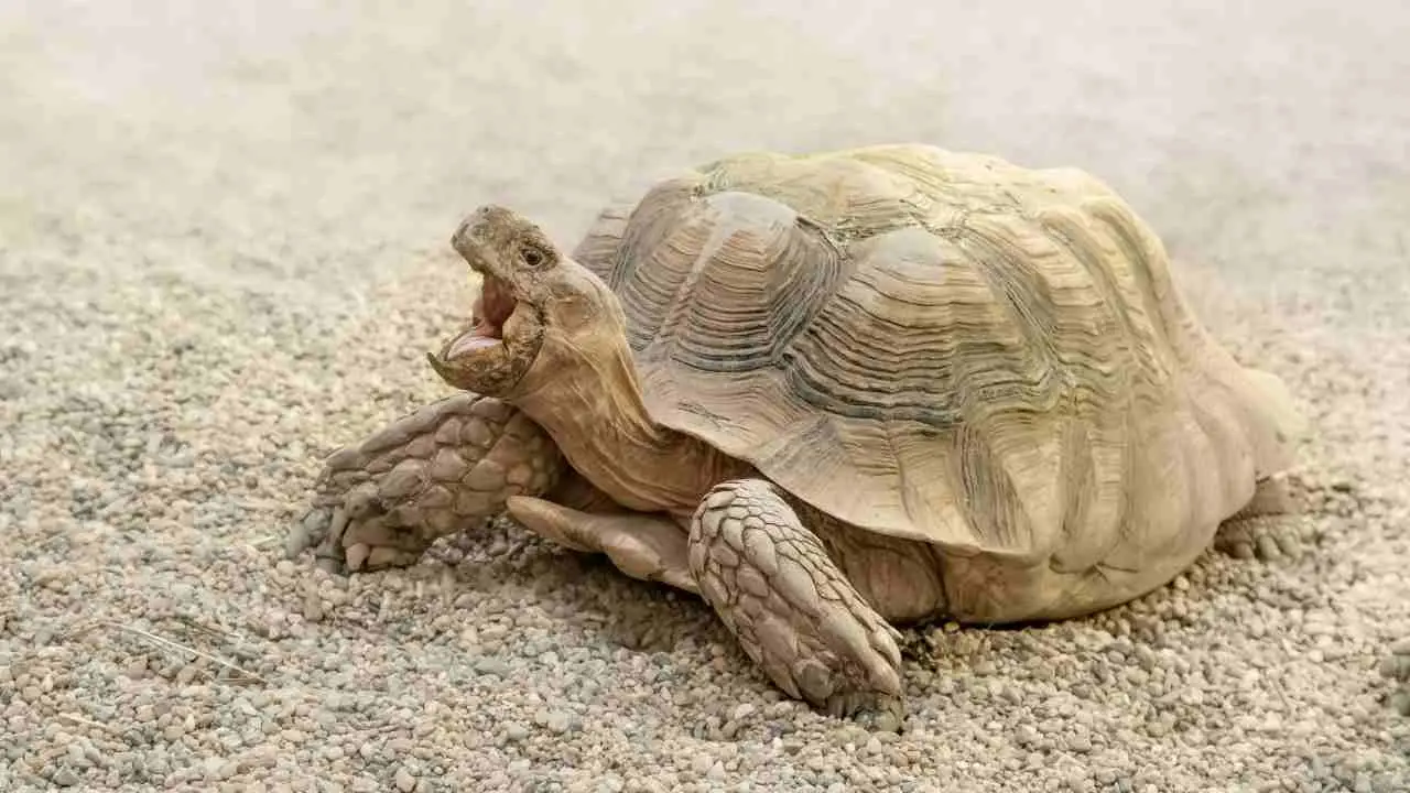 ¿Cuál es el peso ideal de la tortuga?