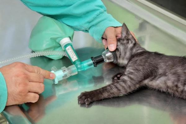 Prolapso rectal en gatos - Causas y tratamiento - Tratamiento del prolapso rectal en gatos