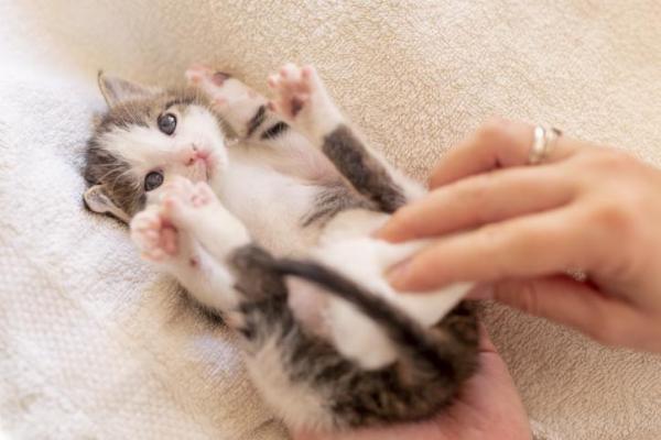 Prolapso rectal en gatos - Causas y tratamiento - Prolapso rectal en gatitos