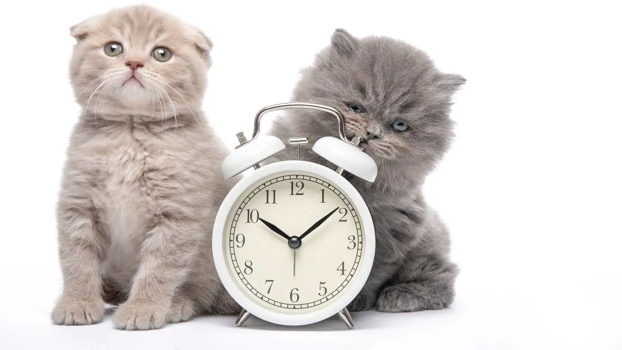 reloj biologico del gato