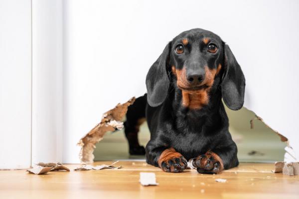 ¿Por qué el perro rasca la puerta? - ¿Por qué el perro rasca la puerta?
