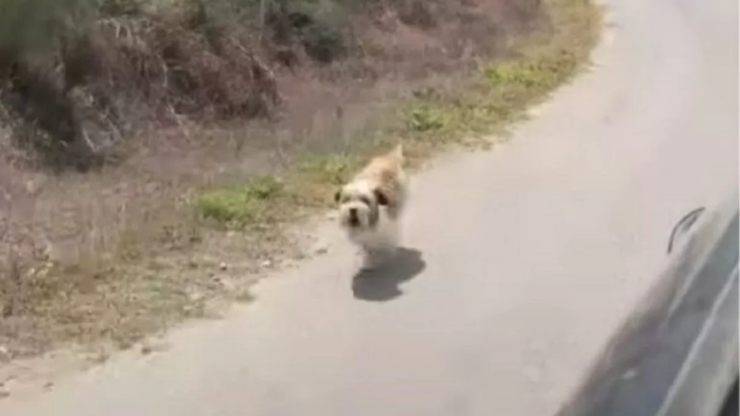 Perro a la fuga (Foto video)