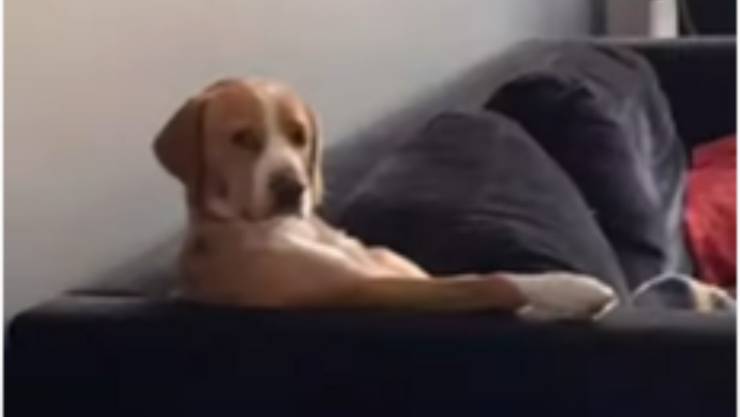 perro sentado en el sofa