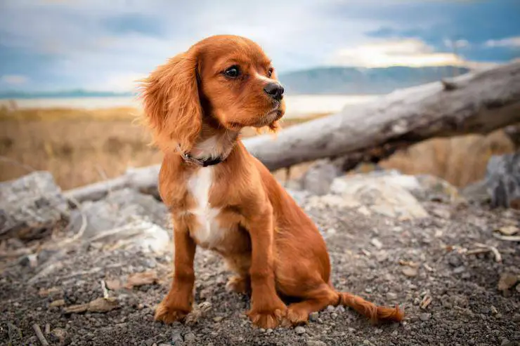 El perro arrastra su trasero por el suelo