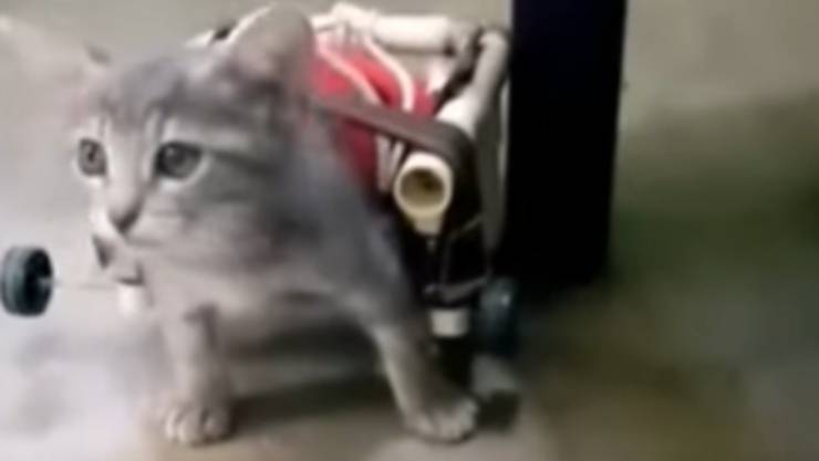 El tierno gatito discapacitado