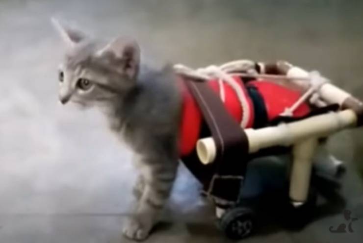 El gato con la silla de ruedas