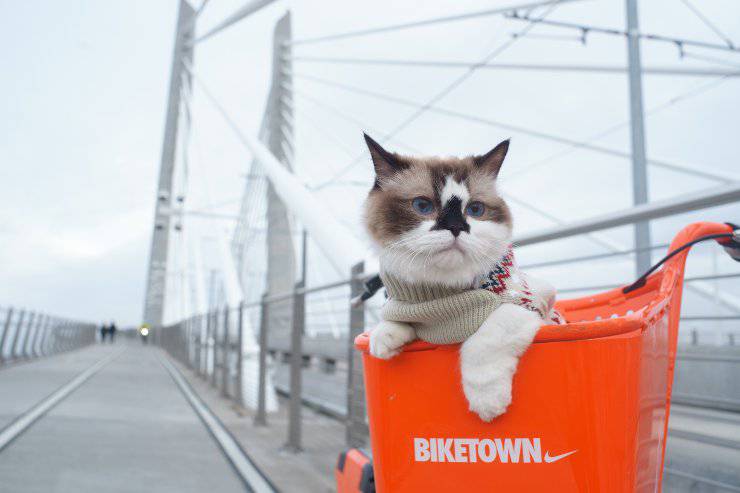 Cómo llevar al gato en bicicleta Cómo llevar al gato en bicicleta