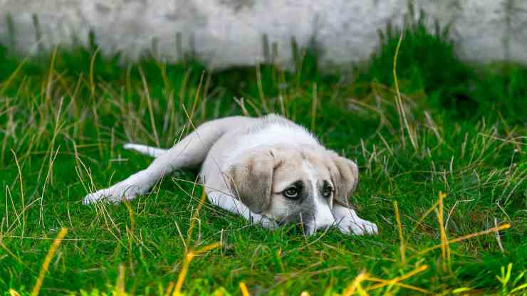 Perro sufriente (Foto Pixabay)