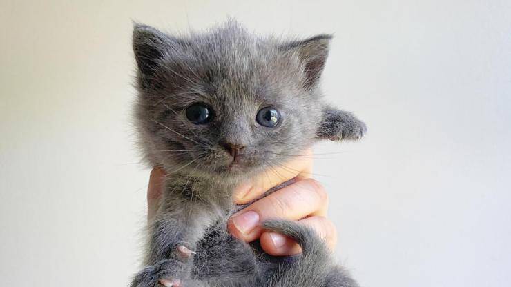Gatito en primer plano (foto de Facebook)