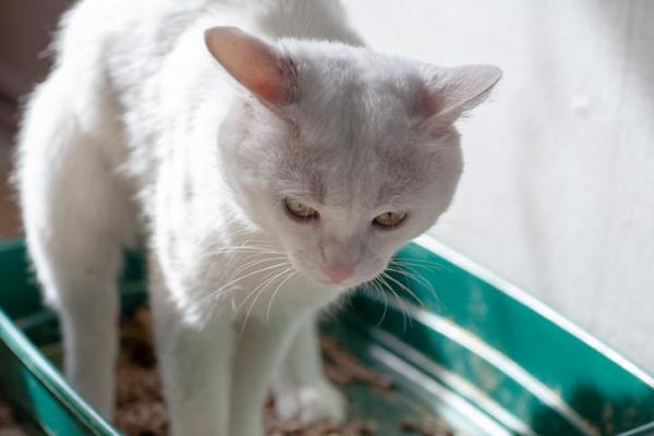 Prolapso rectal en gatos: causas y tratamiento