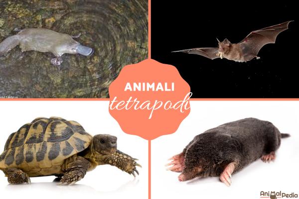 Tetrápodos: definición, evolución, características y ejemplos