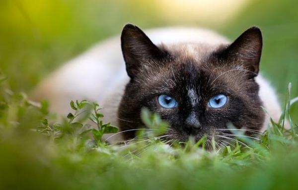¿Por qué el gato come moscas? - ¿Por qué los gatos persiguen moscas?
