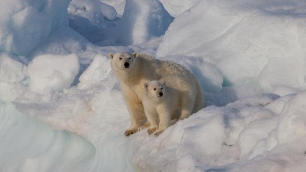¿Dónde vive el oso polar? - Donde vive el oso polar