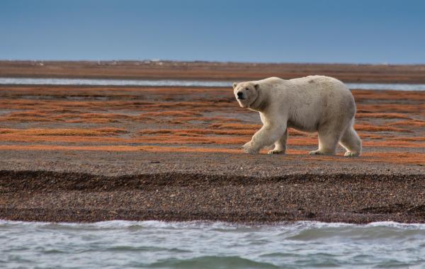 ¿Dónde vive el oso polar? - Estado de conservación del oso polar