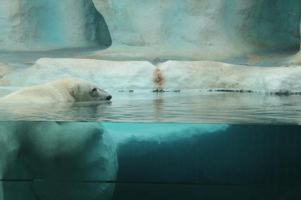 ¿Dónde vive el oso polar? - ¿A qué temperatura pueden vivir los osos polares?