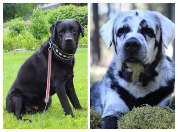 Blaze, antes y después
