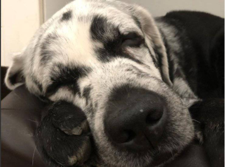 Blaze durante una siesta