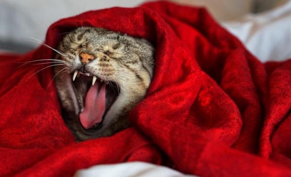 Gatos que pierden los dientes: causas y prevención - Causas de la pérdida de dientes en gatos adultos