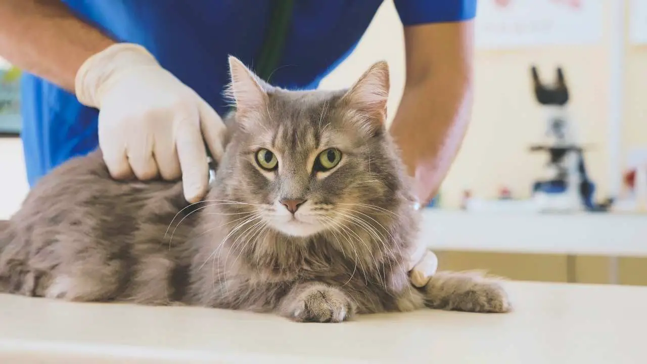Gato en la mesa de trabajo de un veterinario El gato en el registro de mascotas en Cerdeña