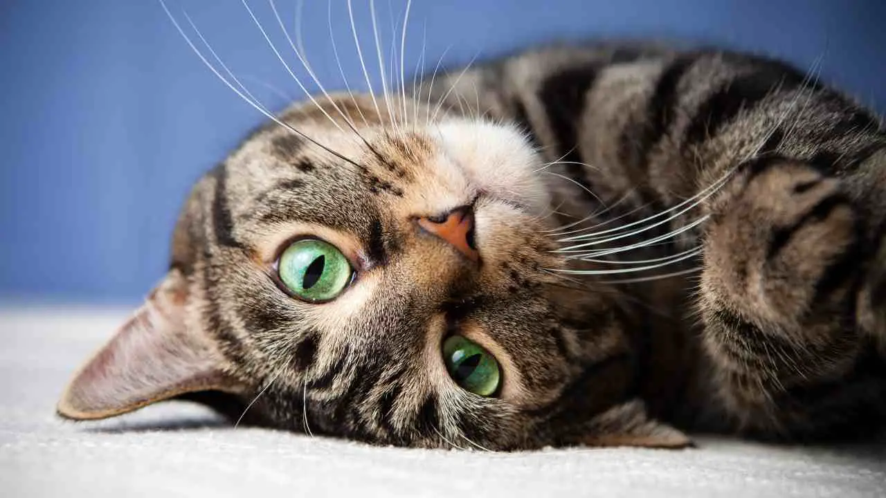 gato boca abajo El gato en el registro de mascotas en la región de Marche