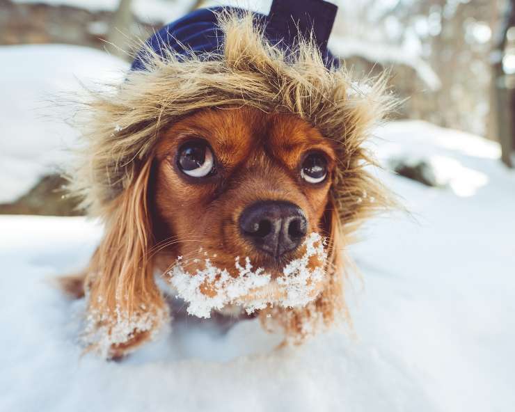 El perro en invierno