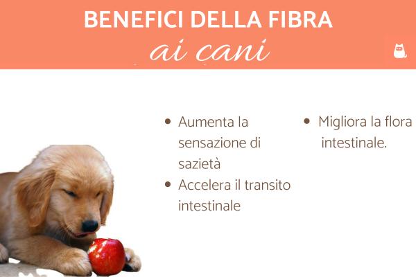 Alimentos para perros y suplementos de fibra: ¿por qué es importante la fibra para los perros?