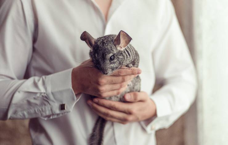 chinchilla